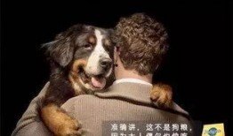 狗狗最新爆料文案,宠物界的最新爆料大公开！