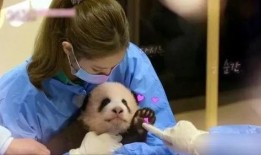 熊猫爆料小鬼视频,小鬼视频引发热议，揭秘幕后真相