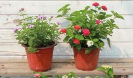 屯子最新爆料新闻视频