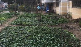 早晨菜园爆料视频,揭秘清晨田园生活美好瞬间