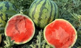 云南网红吃瓜事件,一场网络狂欢背后的真相与反思