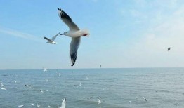 天津海鸥爆料事件视频曝光,揭秘事件背后真相