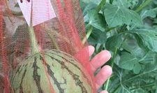 风筝在线观看西瓜,揭秘剧情高潮与情感纠葛