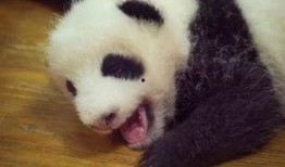 熊猫爆料小鬼视频,小鬼视频引发热议，揭秘幕后真相