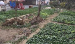 早晨菜园爆料视频,揭秘清晨田园生活美好瞬间