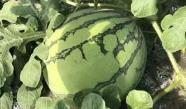 甜瓜乐园大爆料攻略视频,视频攻略全解析