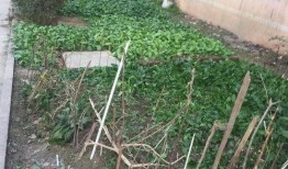 早晨菜园爆料视频,揭秘清晨田园生活美好瞬间