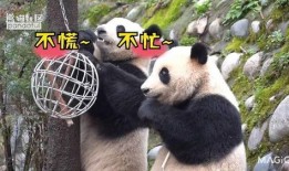 熊猫村最新爆料大赛,揭秘神秘事件，竞猜大奖等你来拿！