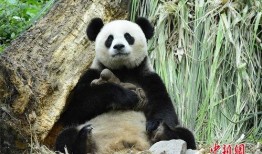 熊猫村最新爆料大赛,揭秘神秘事件，竞猜大奖等你来拿！