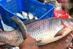 卖鱼的小条爆料视频,一场爆笑的市井生活秀