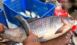 卖鱼的小条爆料视频,一场爆笑的市井生活秀