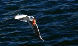 天津海鸥爆料事件视频曝光,揭秘事件背后真相